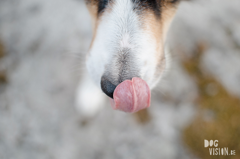 #TongueOutTuesday (20), Fenne Kustermans DOG photography, Dalarna Sweden & Antwerp Belgium, colorful pet photography, www.DOGvision.eu