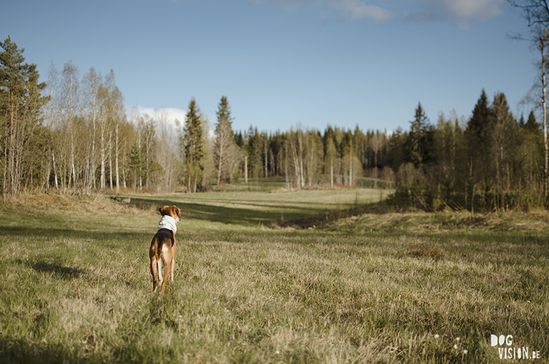 #TongueOutTuesday (21), Fenne Kustermans dog photographer, dog photography Sweden, Dalarna hiking with dogs, colorful creative dog photography, www.DOGvision.eu