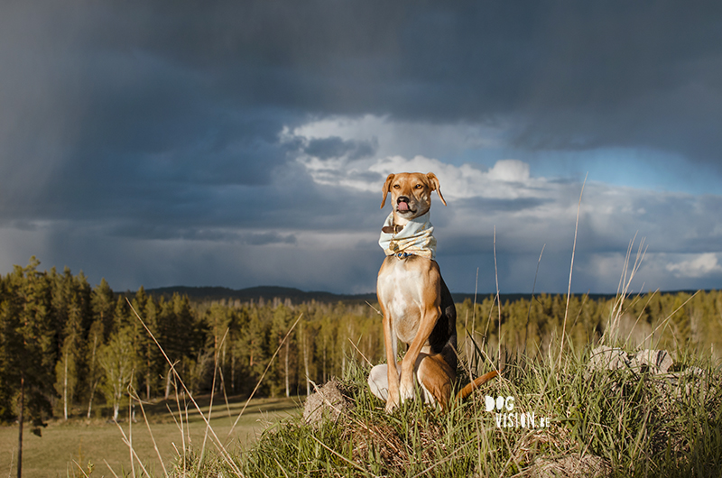 #TongueOutTuesday (21), Fenne Kustermans dog photographer, dog photography Sweden, Dalarna hiking with dogs, colorful creative dog photography, www.DOGvision.eu