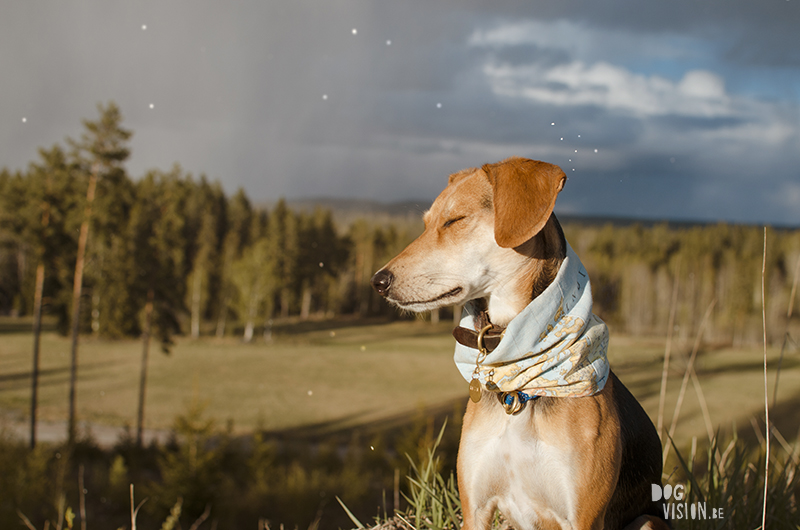 #TongueOutTuesday (21), Fenne Kustermans dog photographer, dog photography Sweden, Dalarna hiking with dogs, colorful creative dog photography, www.DOGvision.eu