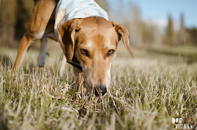 #TongueOutTuesday (21), Fenne Kustermans dog photographer, dog photography Sweden, Dalarna hiking with dogs, colorful creative dog photography, www.DOGvision.eu