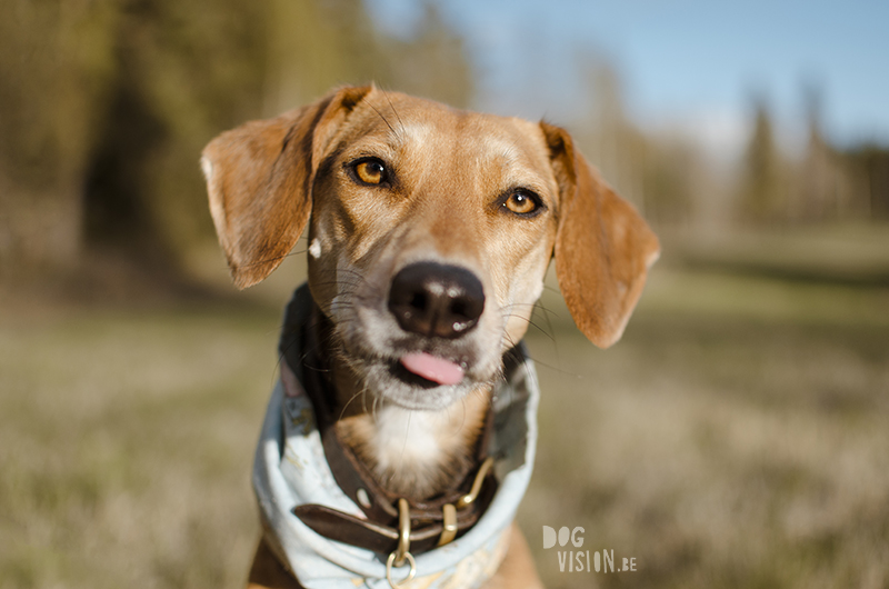 #TongueOutTuesday (23), Fenne Kustermans dog photographer, dog photography Sweden, hiking with dogs in Sweden, nordic inspiration, www.DOGvision.eu