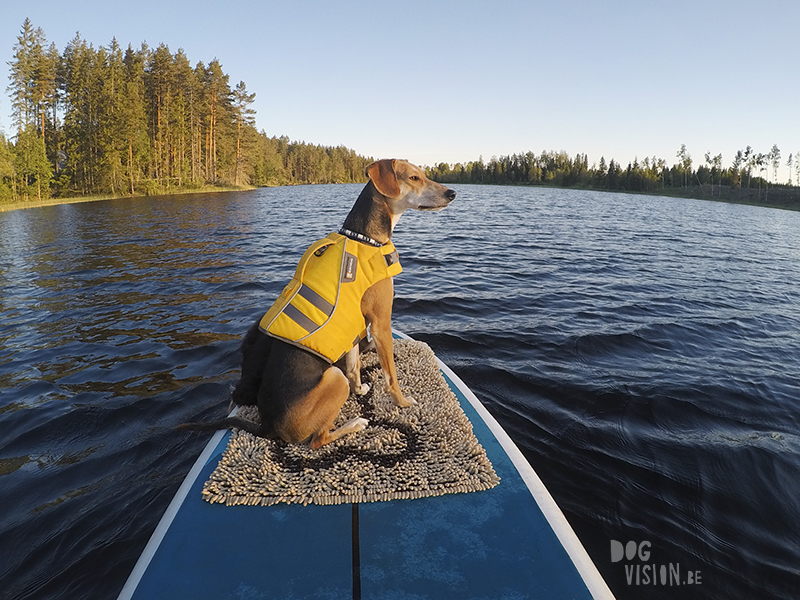 #TongueOutTuesday (25), dog blog Fenne Kustermans Dalarna Sweden, hiking with dogs, summer in Sweden, www.DOGvision.eu