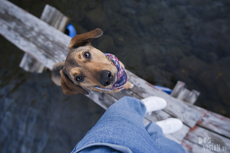 #TongueOutTuesday (25), dog blog Fenne Kustermans Dalarna Sweden, hiking with dogs, summer in Sweden, www.DOGvision.eu