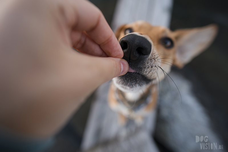 #TongueOutTuesday (25), dog blog Fenne Kustermans Dalarna Sweden, hiking with dogs, summer in Sweden, www.DOGvision.eu