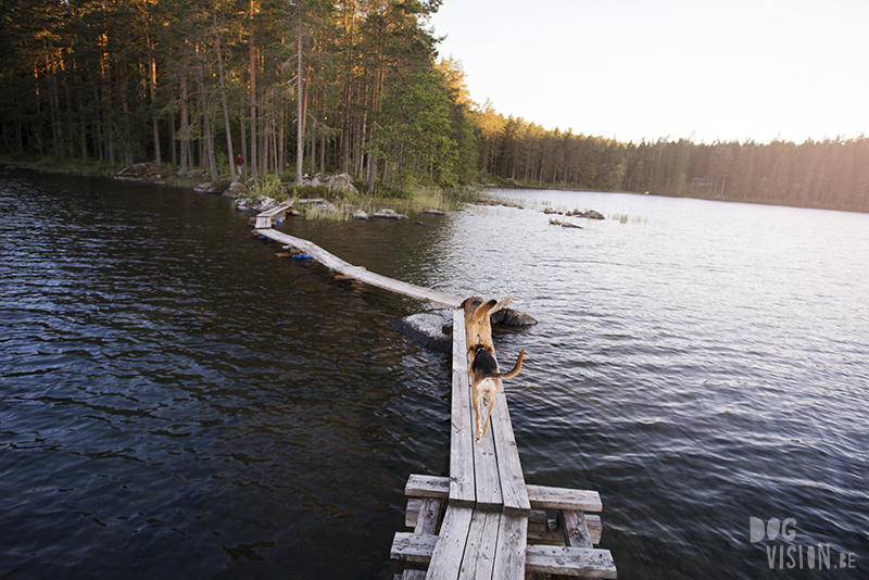 #TongueOutTuesday (25), dog blog Fenne Kustermans Dalarna Sweden, hiking with dogs, summer in Sweden, www.DOGvision.eu