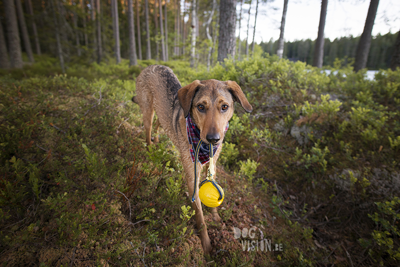 #TongueOutTuesday (25), dog blog Fenne Kustermans Dalarna Sweden, hiking with dogs, summer in Sweden, www.DOGvision.eu