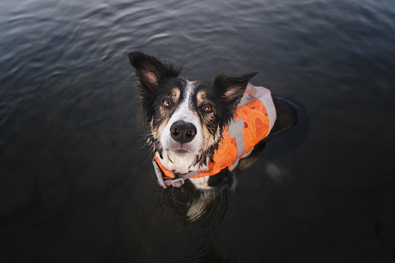 #TongueOutTuesday (32), dog photography Belgium/Sweden, Hurtta adventurer 2022, Hurtta life vest, Border Collie, www.DOGvision.eu