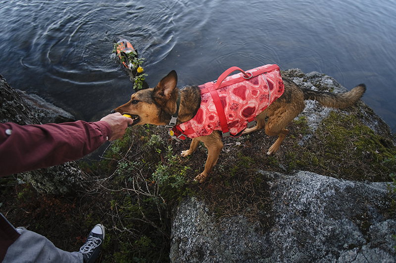 #TongueOutTuesday (35), yawning dog, dog photography, adventure dogs Sweden, Hurtta adventurer 2022, www.DOGvision.eu