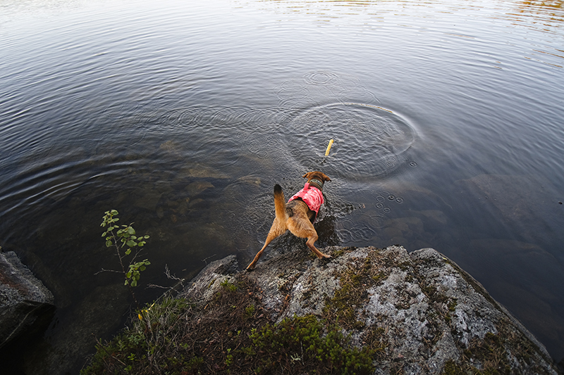 #TongueOutTuesday (32), dog photography Belgium/Sweden, Hurtta adventurer 2022, Hurtta life vest, Border Collie, www.DOGvision.eu