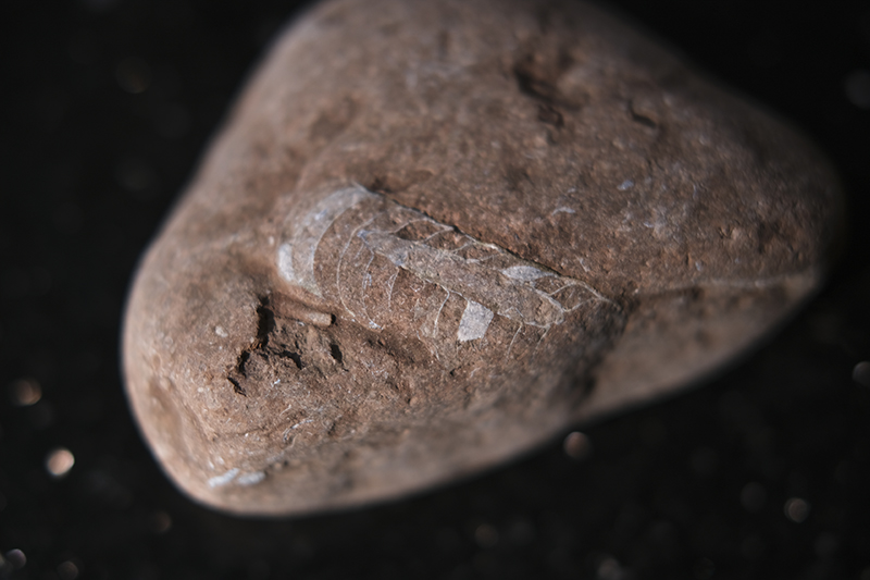 Fossil find in Sweden by www.Fenne.be