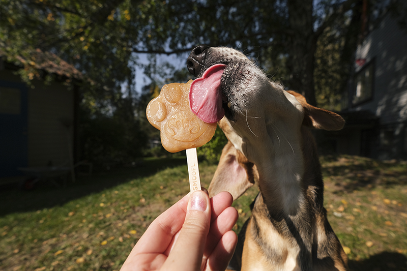 #TongueOutTuesday (37), dog photography, dogs in Sweden, dog ice cream with peanut taste, dog tongue, happy mutts, www.DOGvision.eu