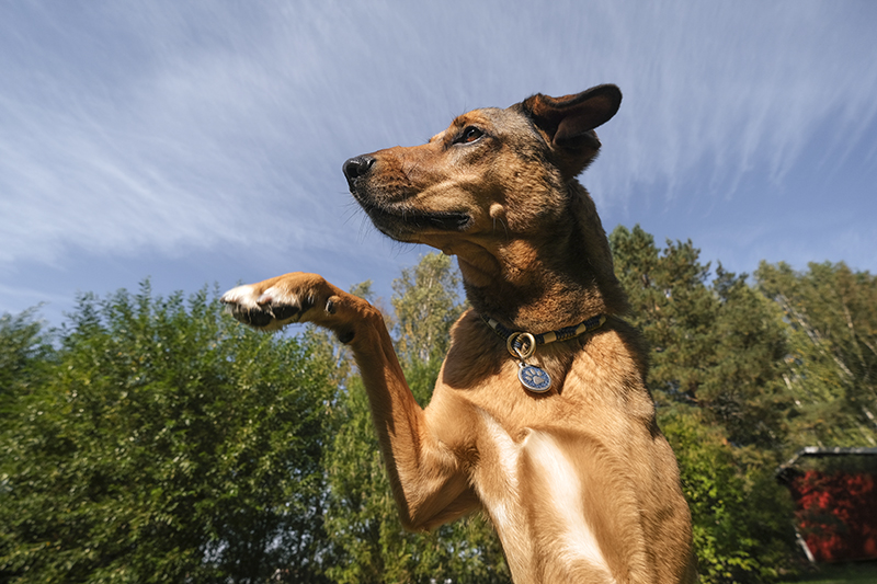 #TongueOutTuesday (37), dog photography, dogs in Sweden, dog ice cream with peanut taste, dog tongue, happy mutts, www.DOGvision.eu