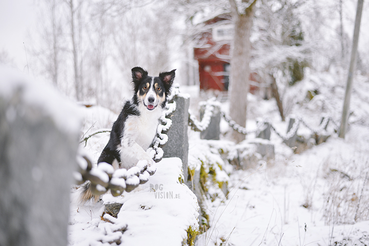 #TongueOutTuesday (51) | dog photography | www.DOGvision.be