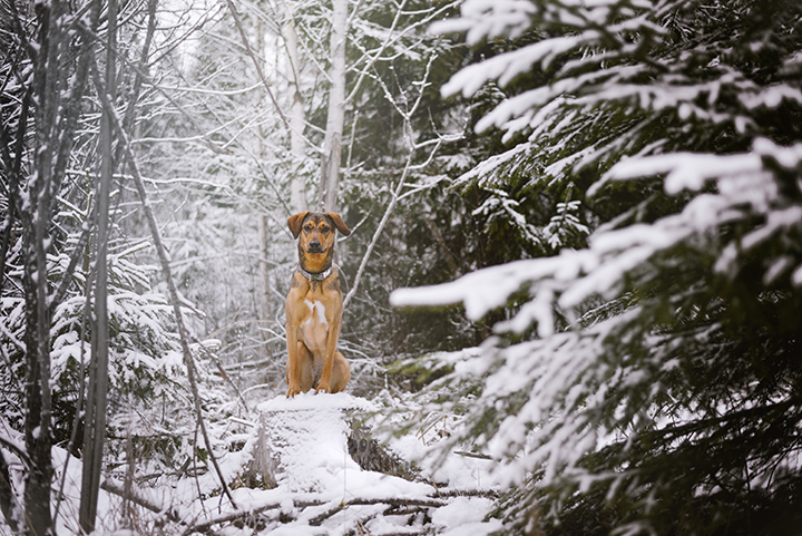 #TongueOutTuesday (51) | dog photography | www.DOGvision.be