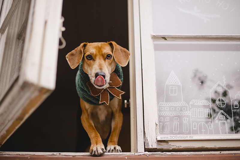 #TongueOutTuesday (51), www.DOGvision.eu