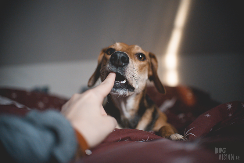 Kiss a Ginger Day, dog photography, dog mom style, www.DOGvision.eu