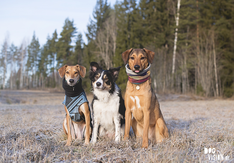 #TongueOutTuesday (04), dog photography Europe Sweden, dogs in Sweden, dog photography project, www.DOGvision.eu