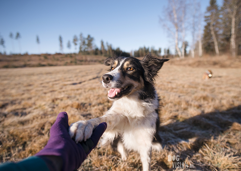 #TongueOutTuesday (06), DOGvision dog photography project, hondenfotografie Zweden, Dalarna, Fenne Kustermans, www.DOGvision.be