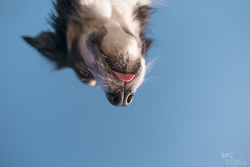 #TongueOutTuesday (07), Fenne Kustermans dog photography in Europe Sweden, Border Collie, hiking with dogs, colorful lifestyle dog photography, www.DOGvision.eu