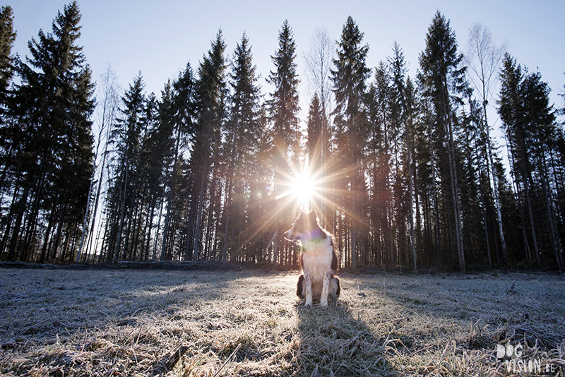 #TongueOutTuesday (07), hondenfotografie, honden in Zweden, wandelen met honden in Zweden, dog photography, dog photography Sweden, Border Collie in Sweden, hiking with dogs europe, www.DOGvision.eu