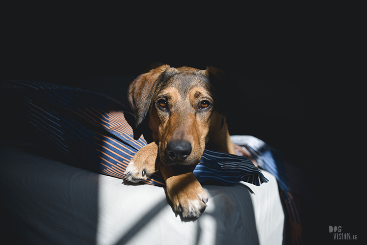 #TongueOutTuesday (15), dog photography project, weekly photo project, dog photography Sweden