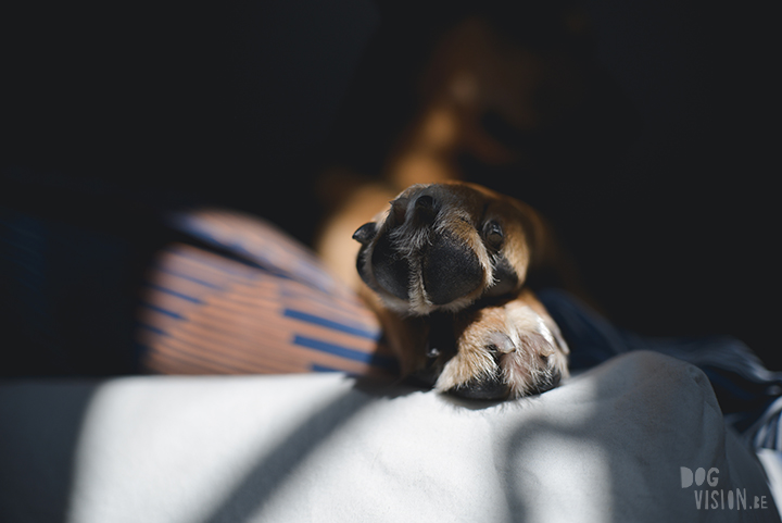 #TongueOutTuesday (15), dog photography project, weekly photo project, dog photography Sweden