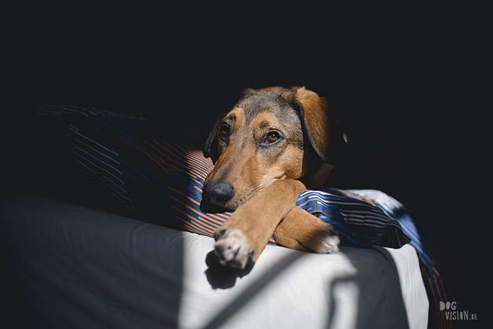 #TongueOutTuesday (15), dog photography project, weekly photo project, dog photography Sweden