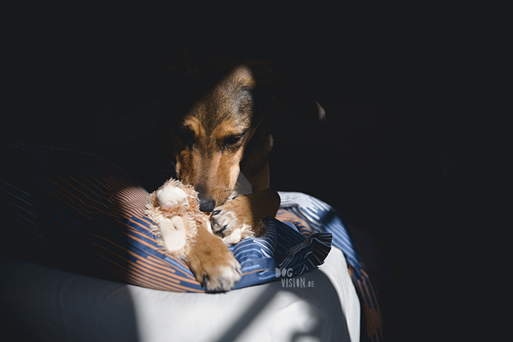 #TongueOutTuesday (15), dog photography project, weekly photo project, dog photography Sweden