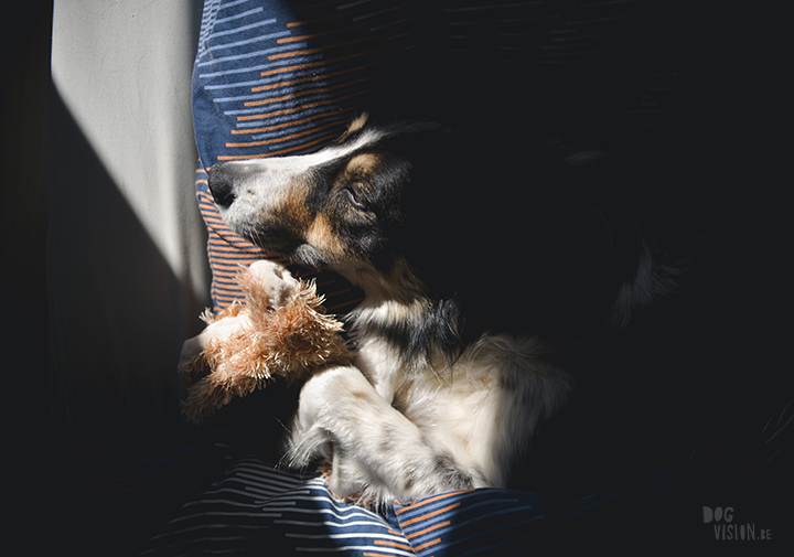 #TongueOutTuesday (15), dog photography project, weekly photo project, dog photography Sweden