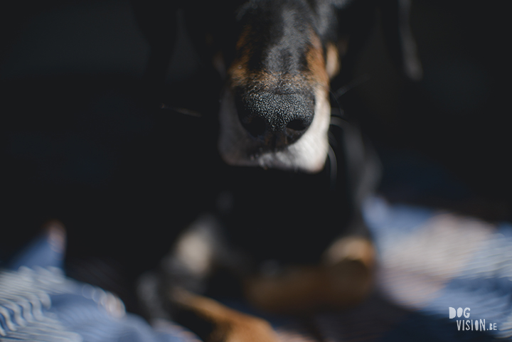 #TongueOutTuesday (15), dog photography project, weekly photo project, dog photography Sweden