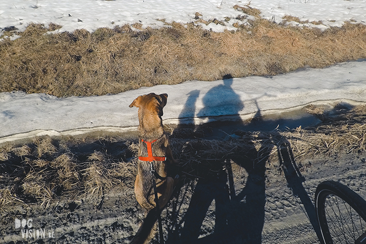 #TongueOutTuesday (15), dog photography project, weekly photo project, dog photography Sweden