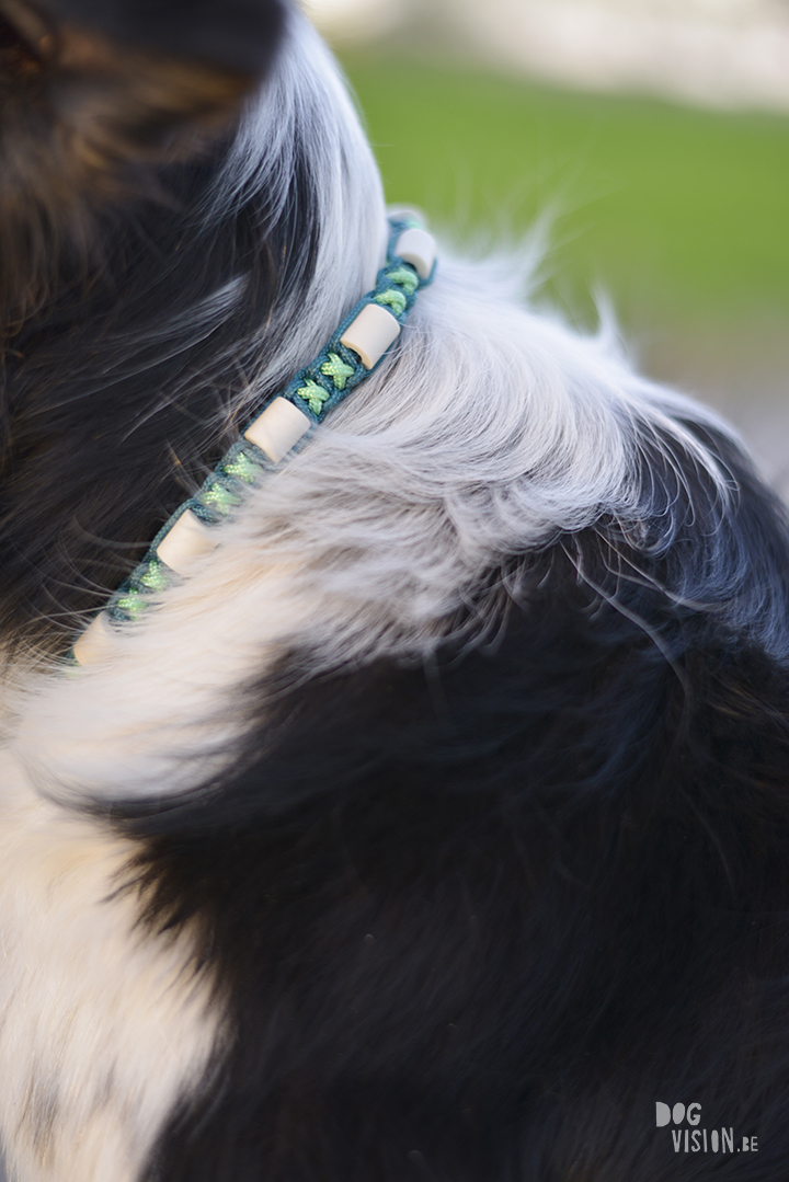Tick repellents dog collar, EM ceramics, DIY project for dogs, dog photography, blog on www.DOGvision.eu