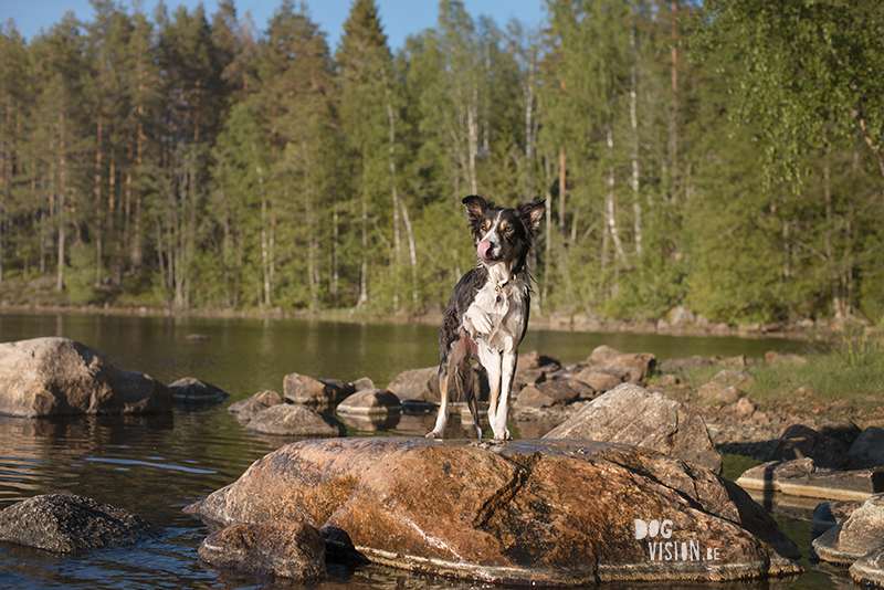 #TongueOutTuesday (25), dog blog Fenne Kustermans Dalarna Sweden, hiking with dogs, summer in Sweden, www.DOGvision.eu