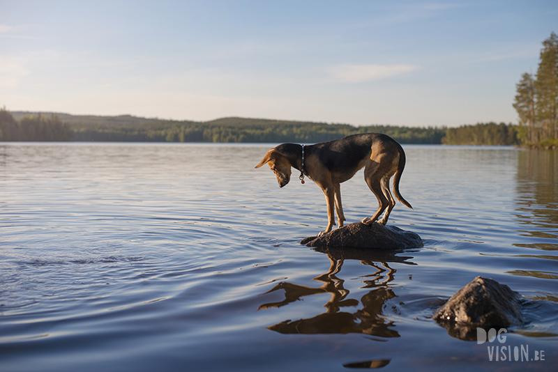 #TongueOutTuesday (25), dog blog Fenne Kustermans Dalarna Sweden, hiking with dogs, summer in Sweden, www.DOGvision.eu