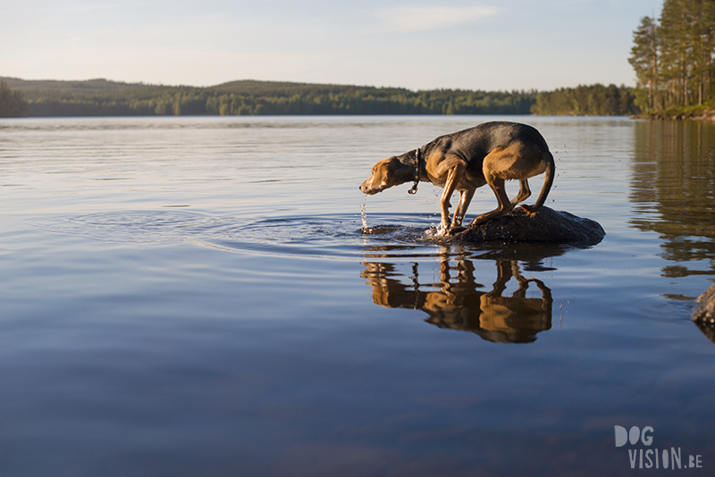 #TongueOutTuesday (25), dog blog Fenne Kustermans Dalarna Sweden, hiking with dogs, summer in Sweden, www.DOGvision.eu