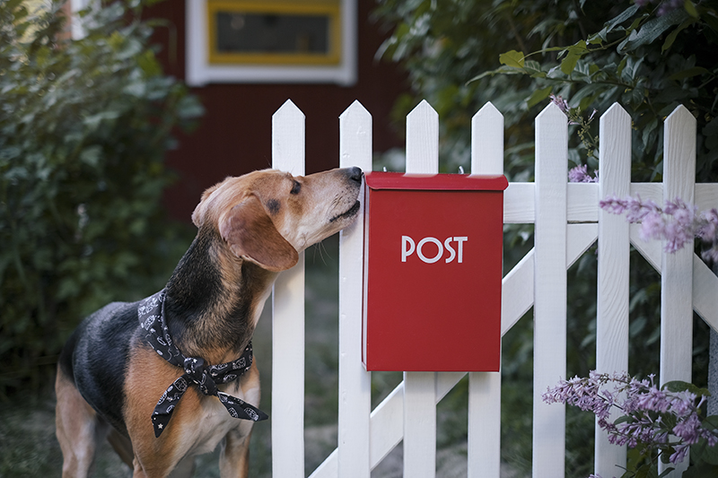 Dog adventure stories, dogs on adventure, mondo cane, red mailbox, conceptual dog photography, dog illustration, www.DOGvision.eu