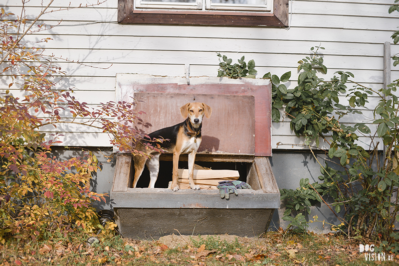 Autumn fall dog photography Sweden, Border Collie, rescue dogs, dog photographer Europe, www.DOGvision.eu