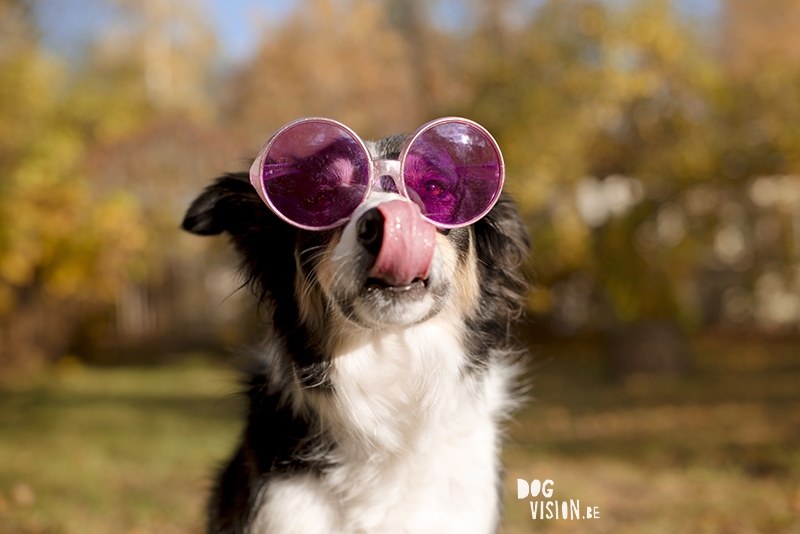 #TongueOutTuesday (47), hondenfotografie www.DOGvision.be dog photography www.DOGvision.eu