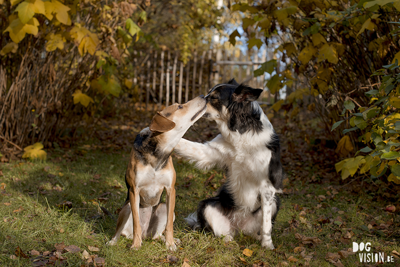 #TongueOutTuesday (48), hondenfotografie www.DOGvision.be dog photogrphy www.DOGvision.eu