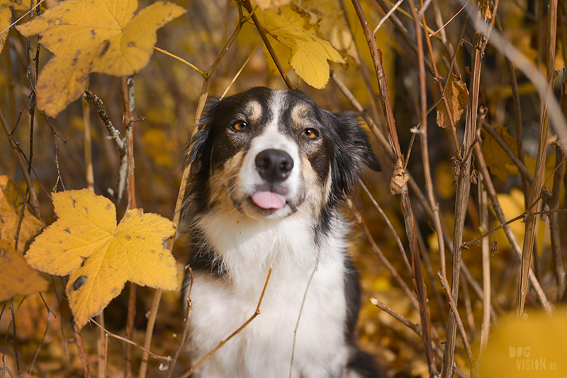 Autumn fall dog photography Sweden, Border Collie, dog photographer Europe, www.DOGvision.eu