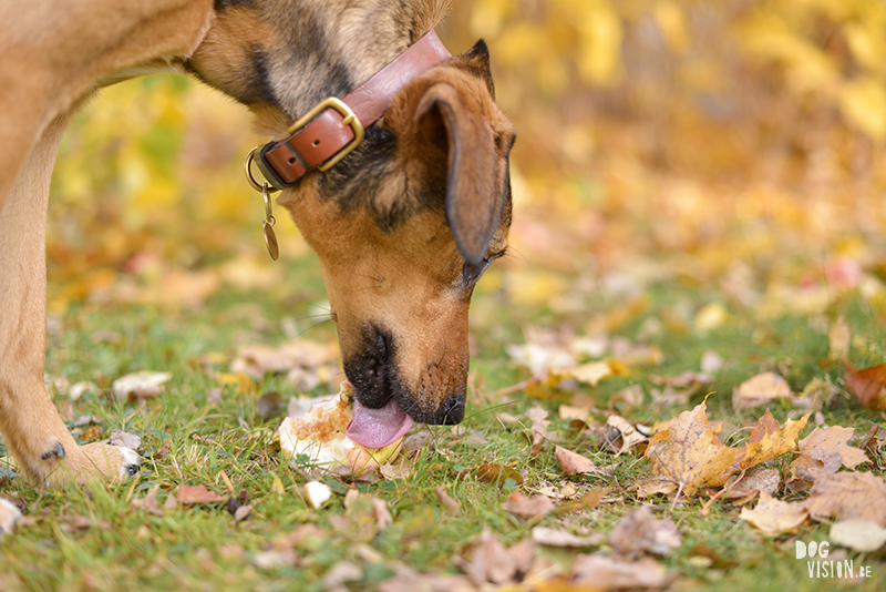 Autumn fall dog photography Sweden, Rescue dog, dog photographer Europe, www.DOGvision.eu