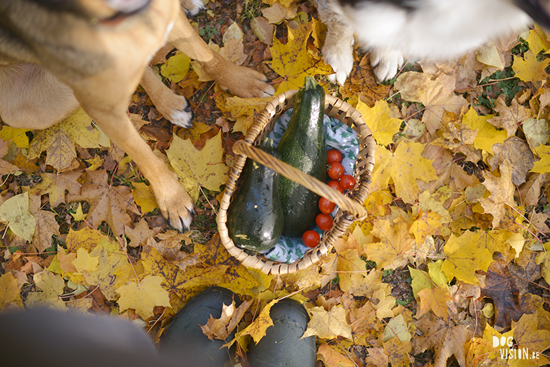 Autumn fall dog photography Sweden, Border Collie, dog photographer Europe, www.DOGvision.eu