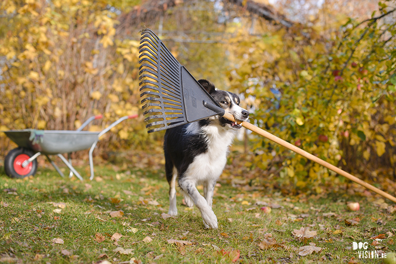 Autumn fall dog photography Sweden, Border Collie, dog photographer Europe, www.DOGvision.eu