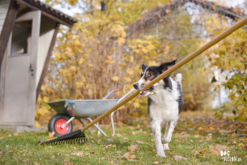 Autumn fall dog photography Sweden, Border Collie, dog photographer Europe, www.DOGvision.eu