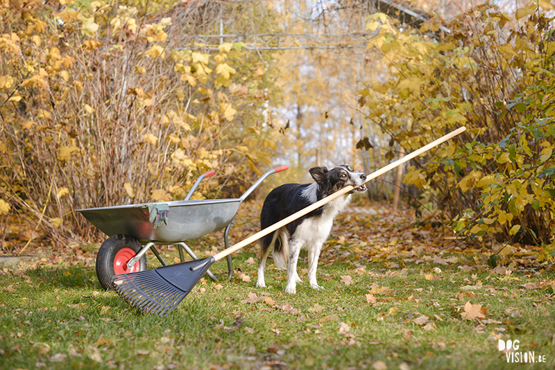 Autumn fall dog photography Sweden, Border Collie, dog photographer Europe, www.DOGvision.eu