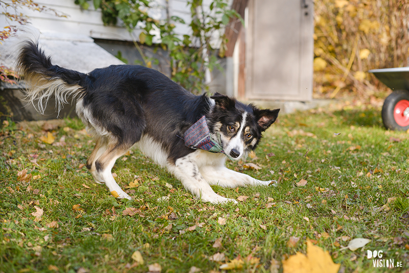 Autumn fall dog photography Sweden, Border Collie, dog photographer Europe, www.DOGvision.eu