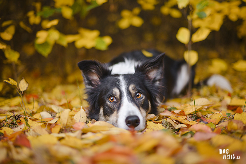 Autumn fall dog photography Sweden, Border Collie, dog photographer Europe, www.DOGvision.eu