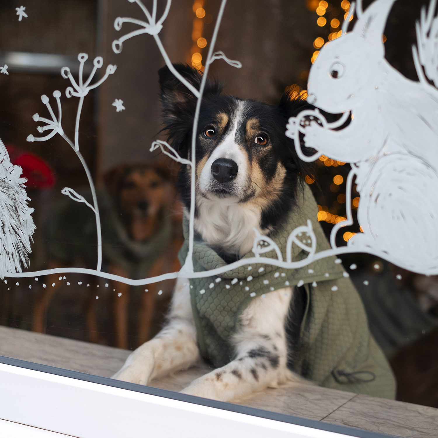 Dog Christmas aesthetic, dog photography, www.DOGvision.eu