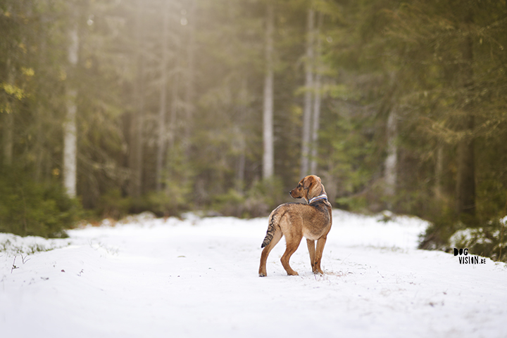 Gotcha day, Bosnian street dog Oona | Mutt puppy | dog photography and blog on www.dogvision.eu